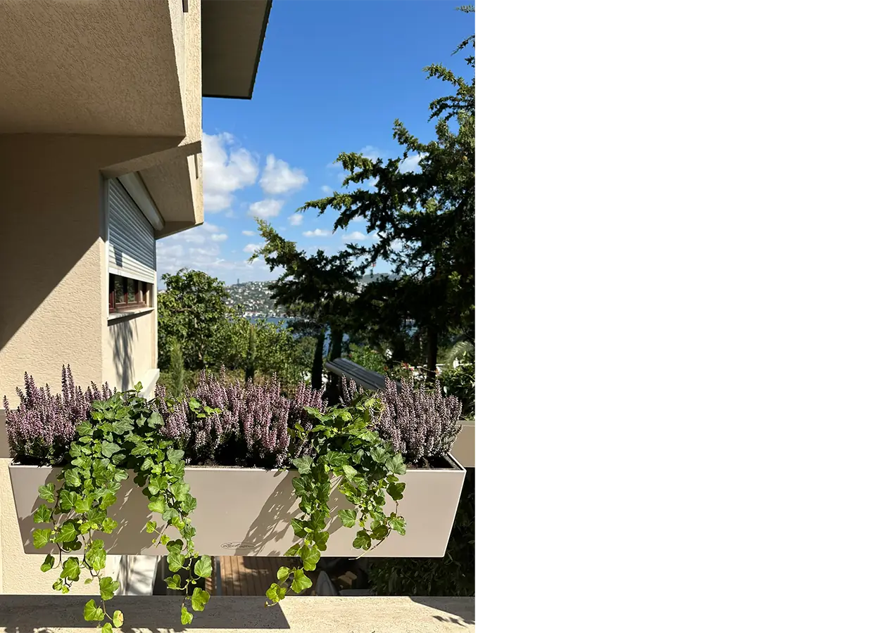 Betula | Naile Sultan |KO| House