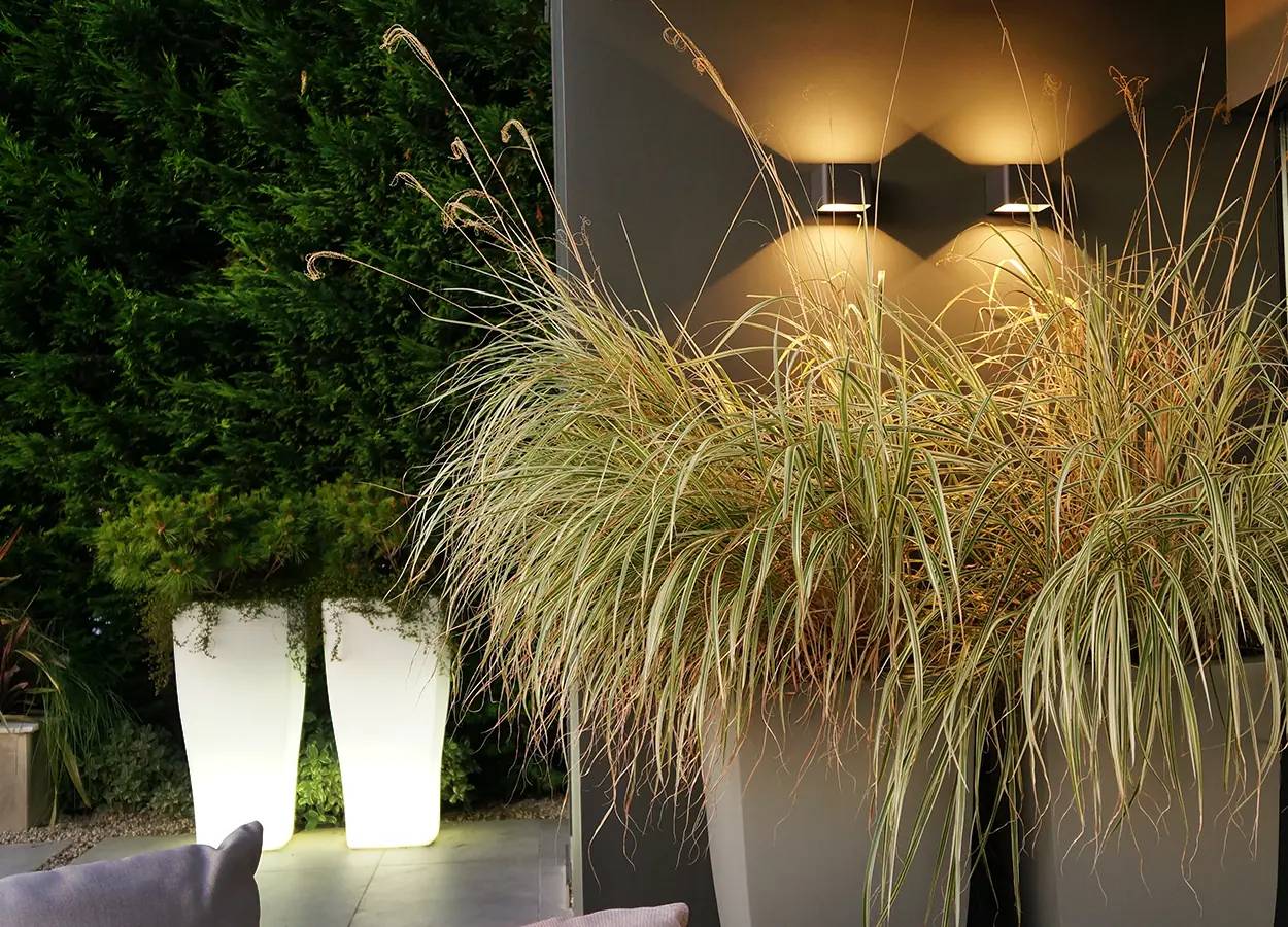 Betula | Acarkent |MK| Evi