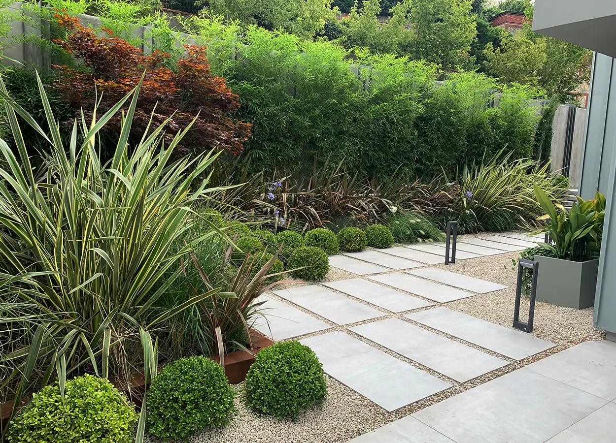 Betula | Acarkent |MK| Evi