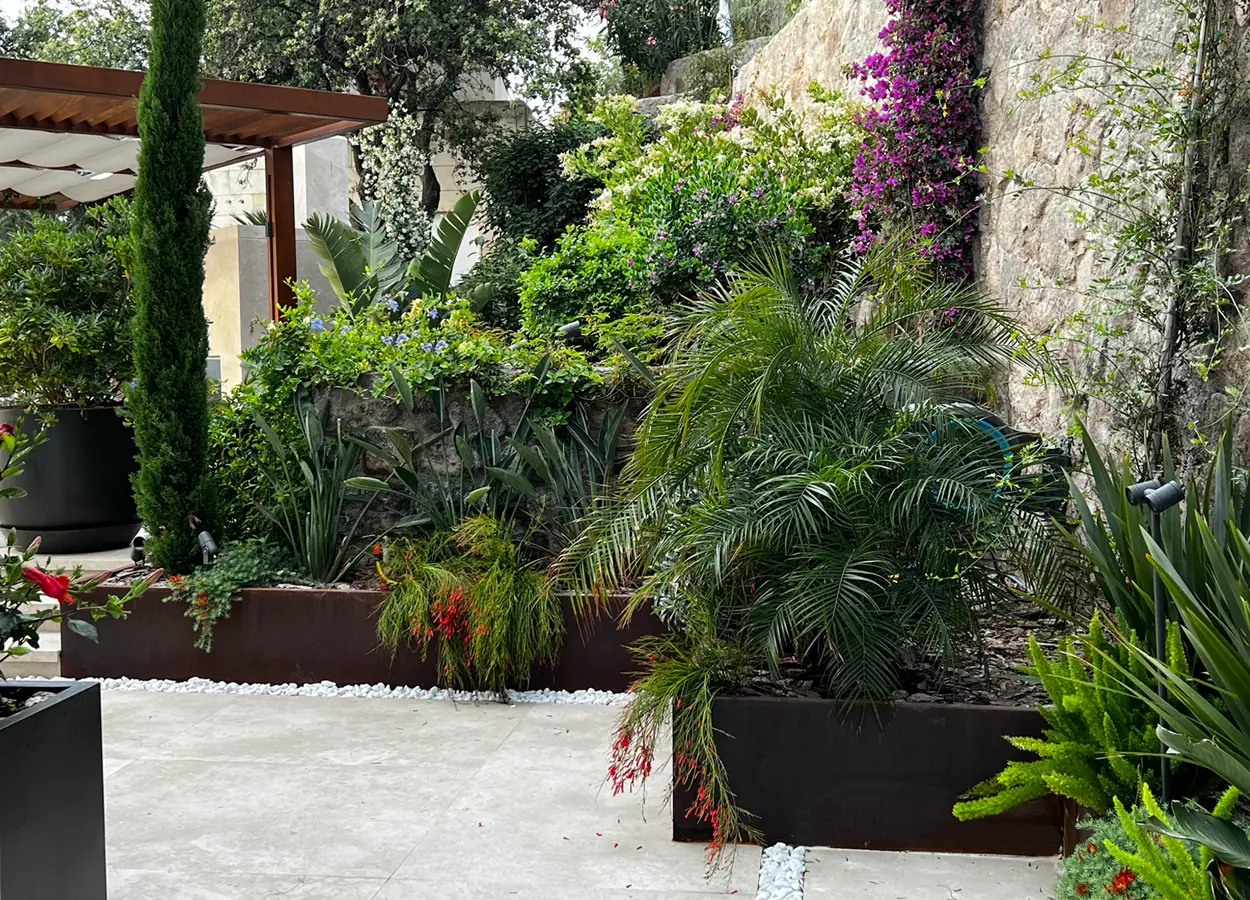 Betula | Olive Garden  |SAV| Evi