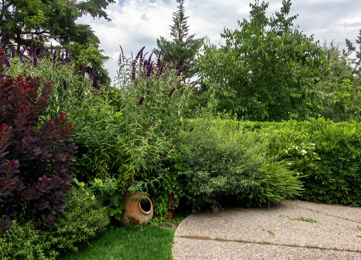 Betula | Vanikoy |AU| House