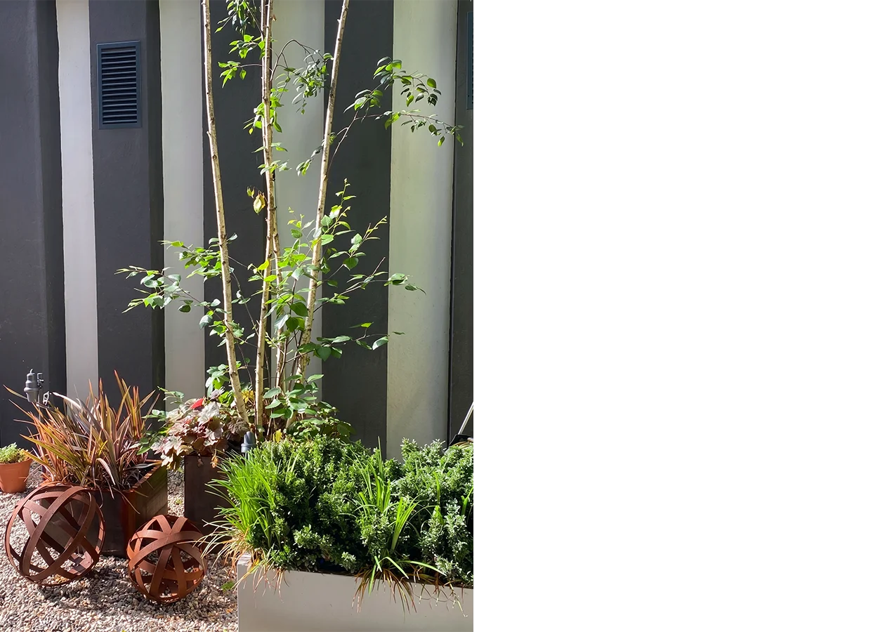 Betula | Yoo Istanbul |SS| House