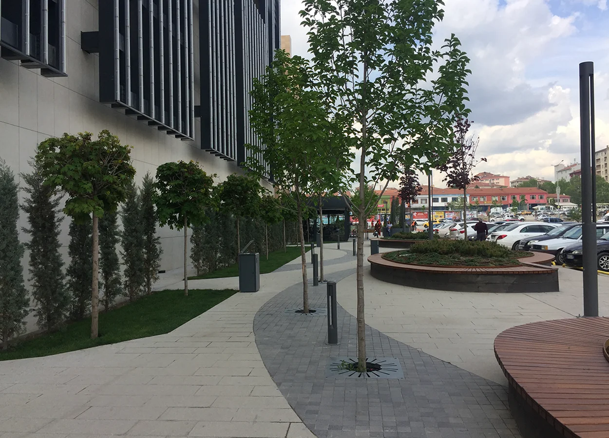 Betula | AHL Park AVM