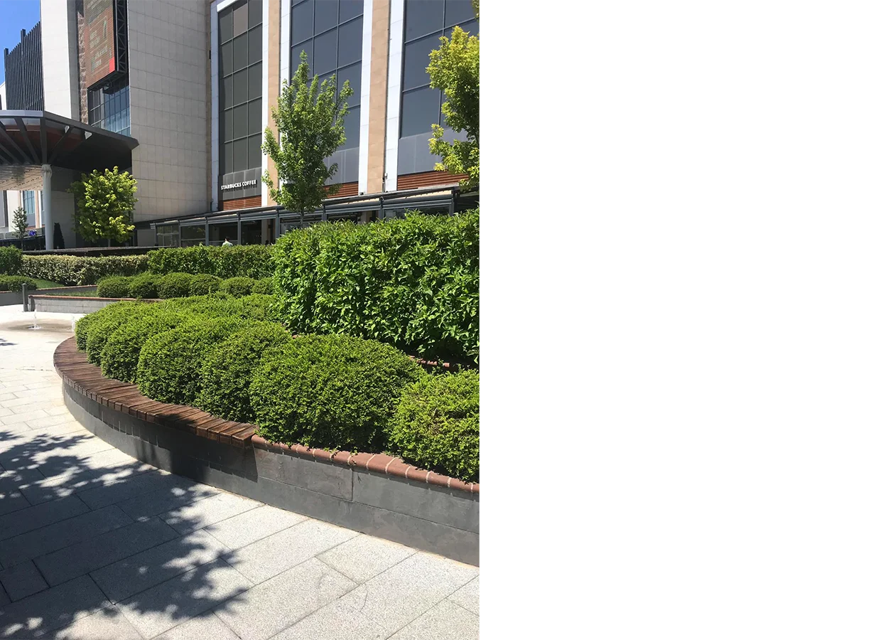 Betula | AHL Park AVM