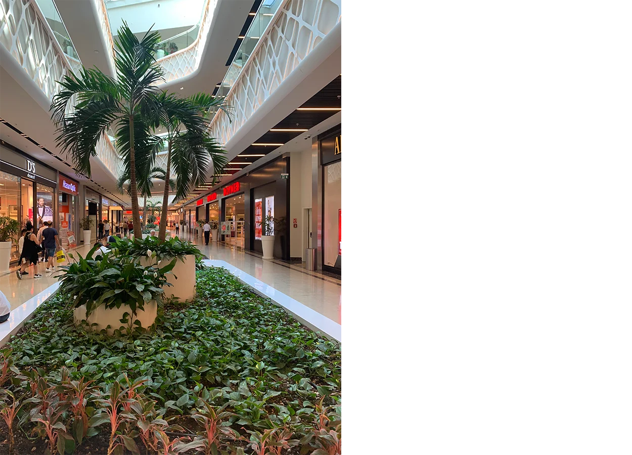 Betula | AHL Park AVM