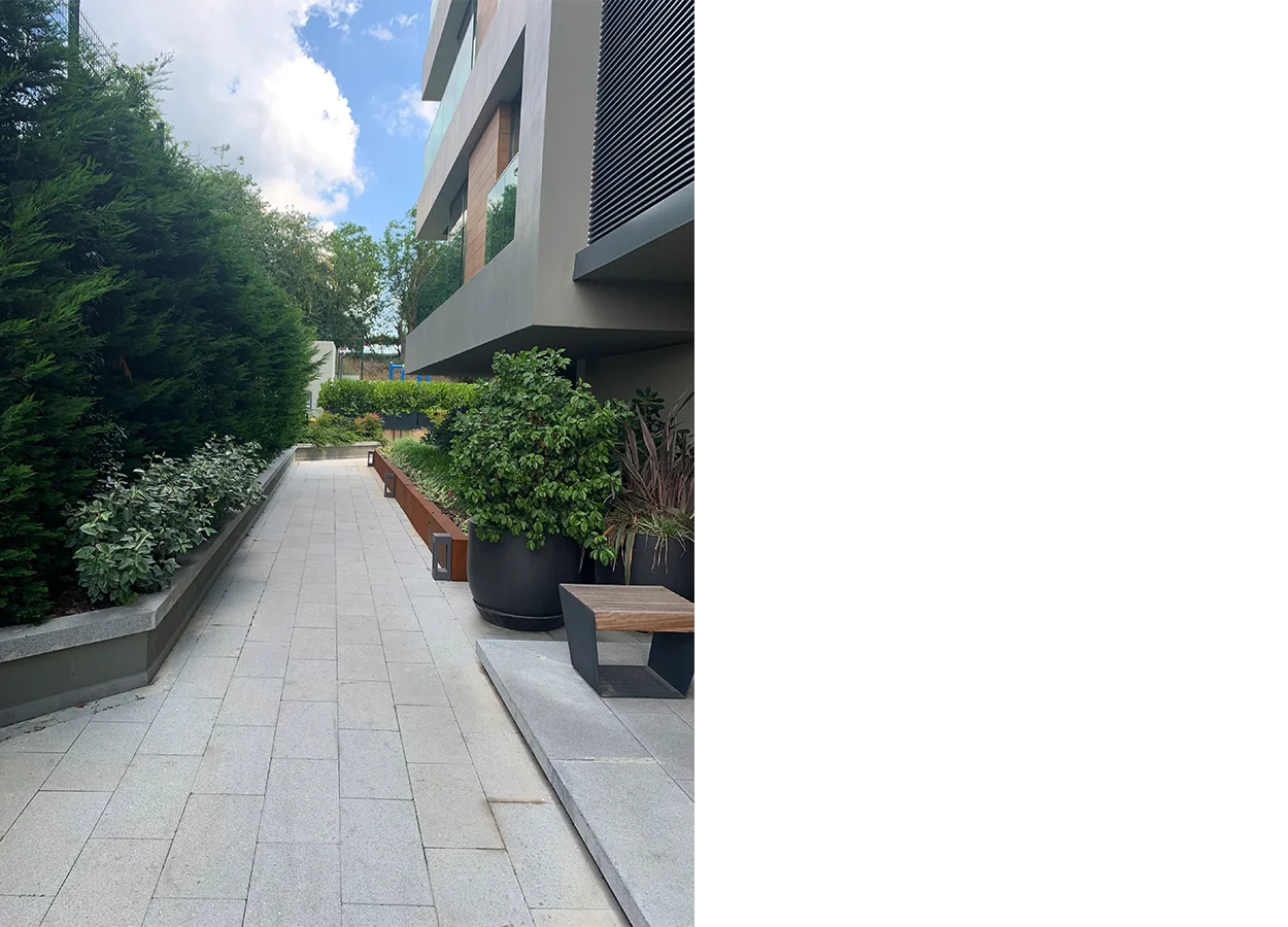 Betula | Artı Tarabya Orman