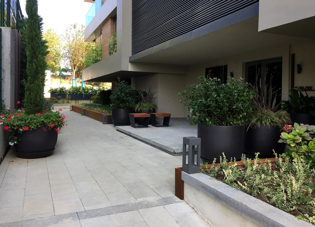 Betula | Artı Tarabya Orman