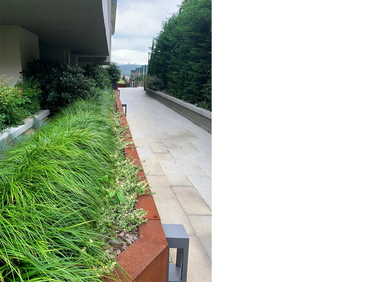 Betula | Artı Tarabya Orman
