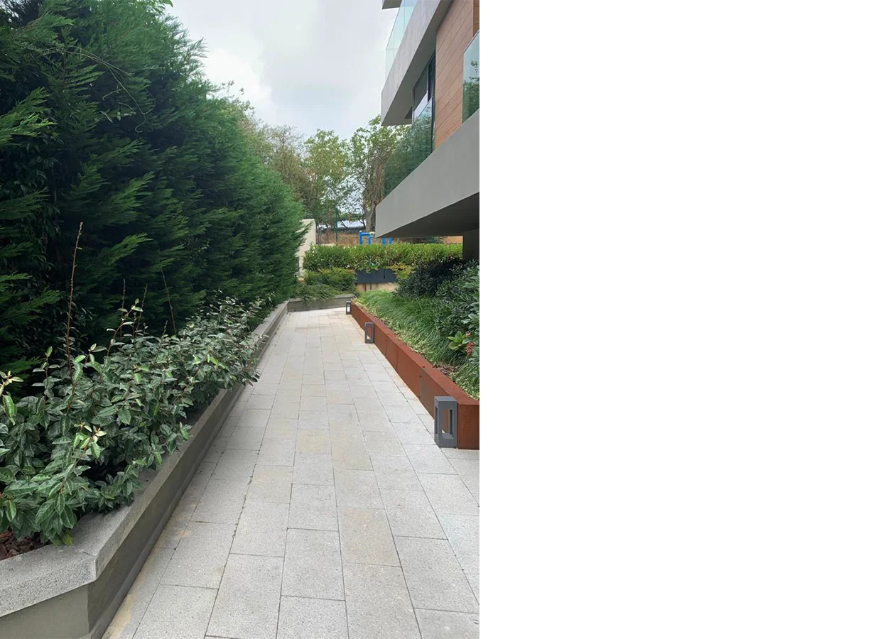 Betula | Artı Tarabya Orman