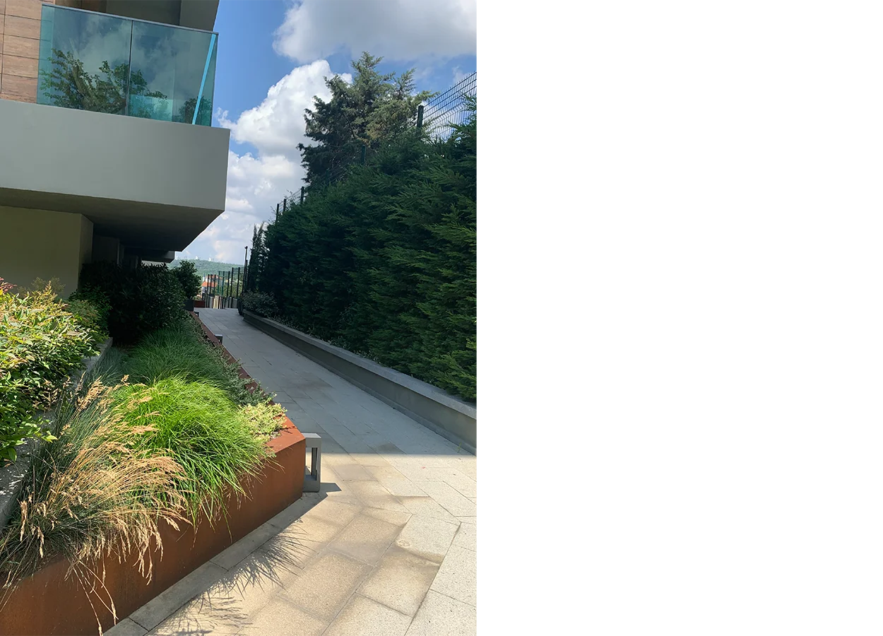Betula | Artı Tarabya Orman