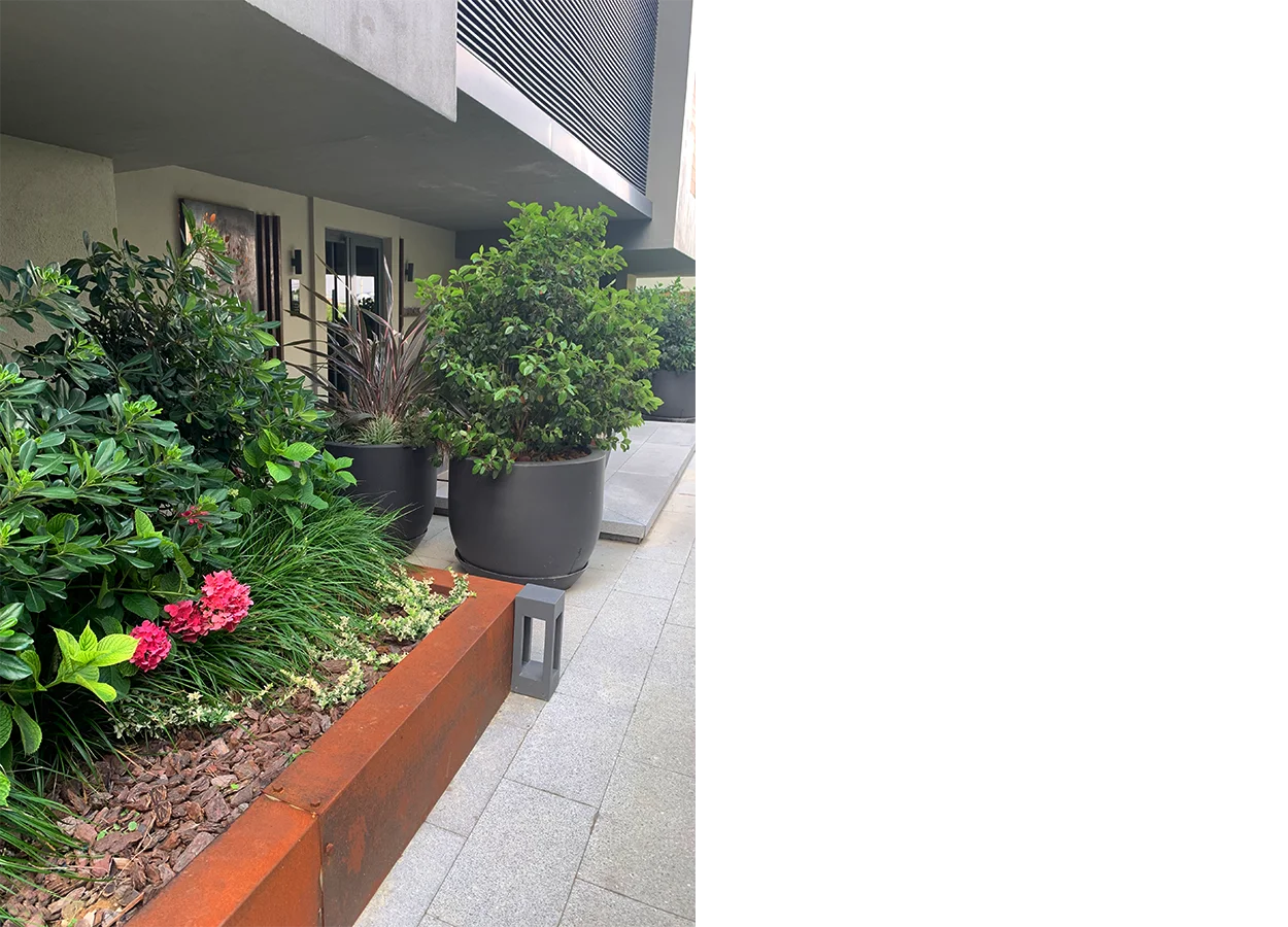 Betula | Artı Tarabya Orman