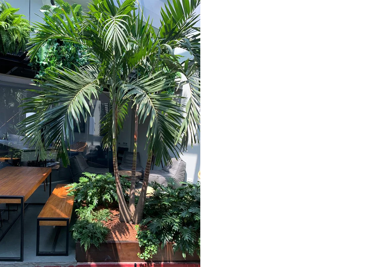 Betula | Eurotec | Office