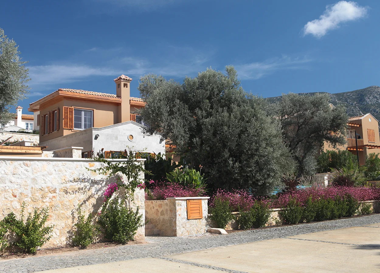 Betula | Lavanta Kasabasi | Kalkan
