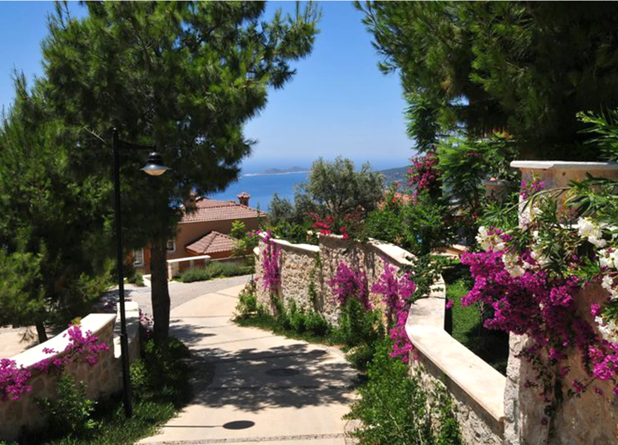 Betula | Lavanta Kasabasi | Kalkan