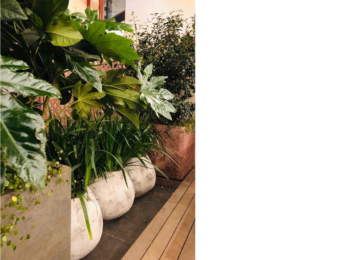 Betula | Louis Vuitton | Emaar Square AVM