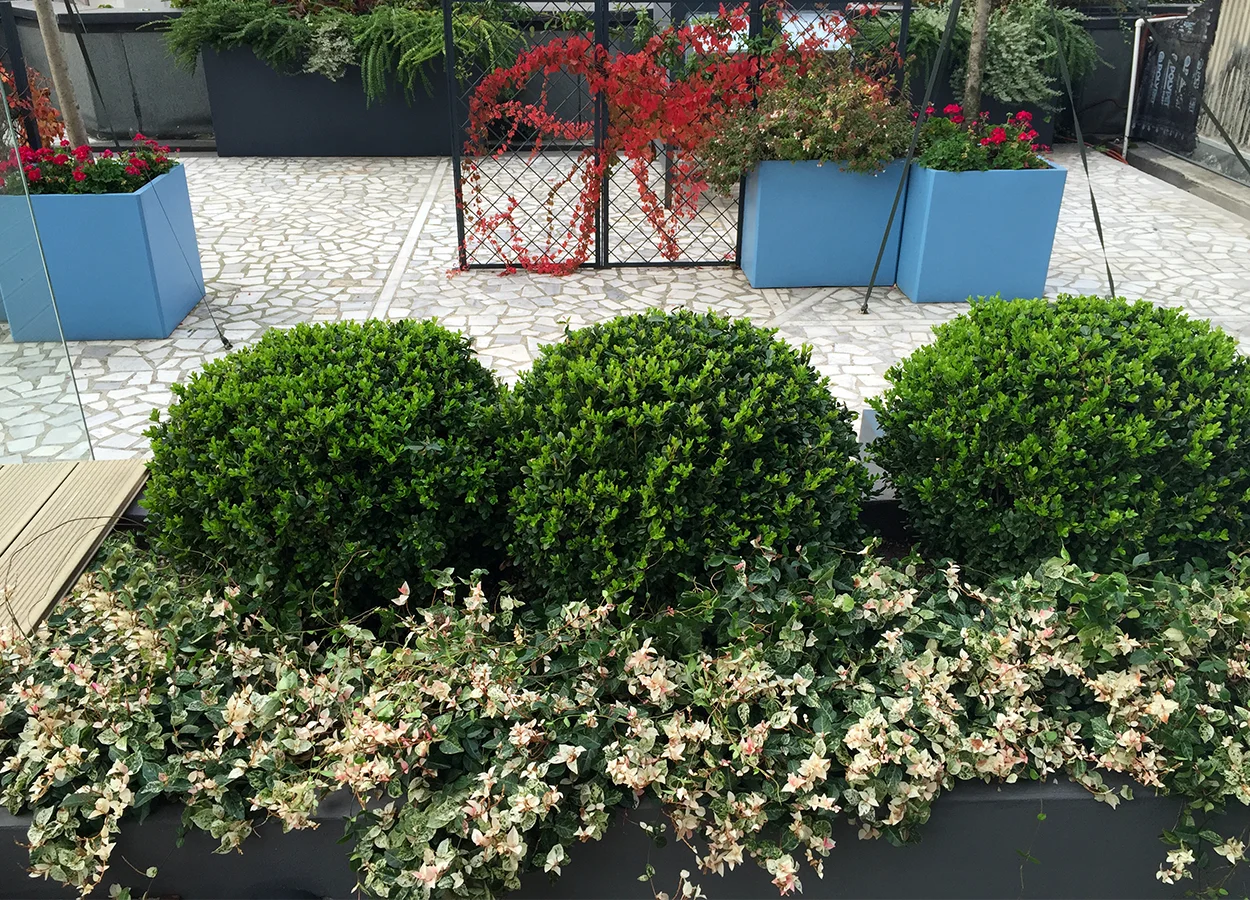Betula | Nova Baran Plaza