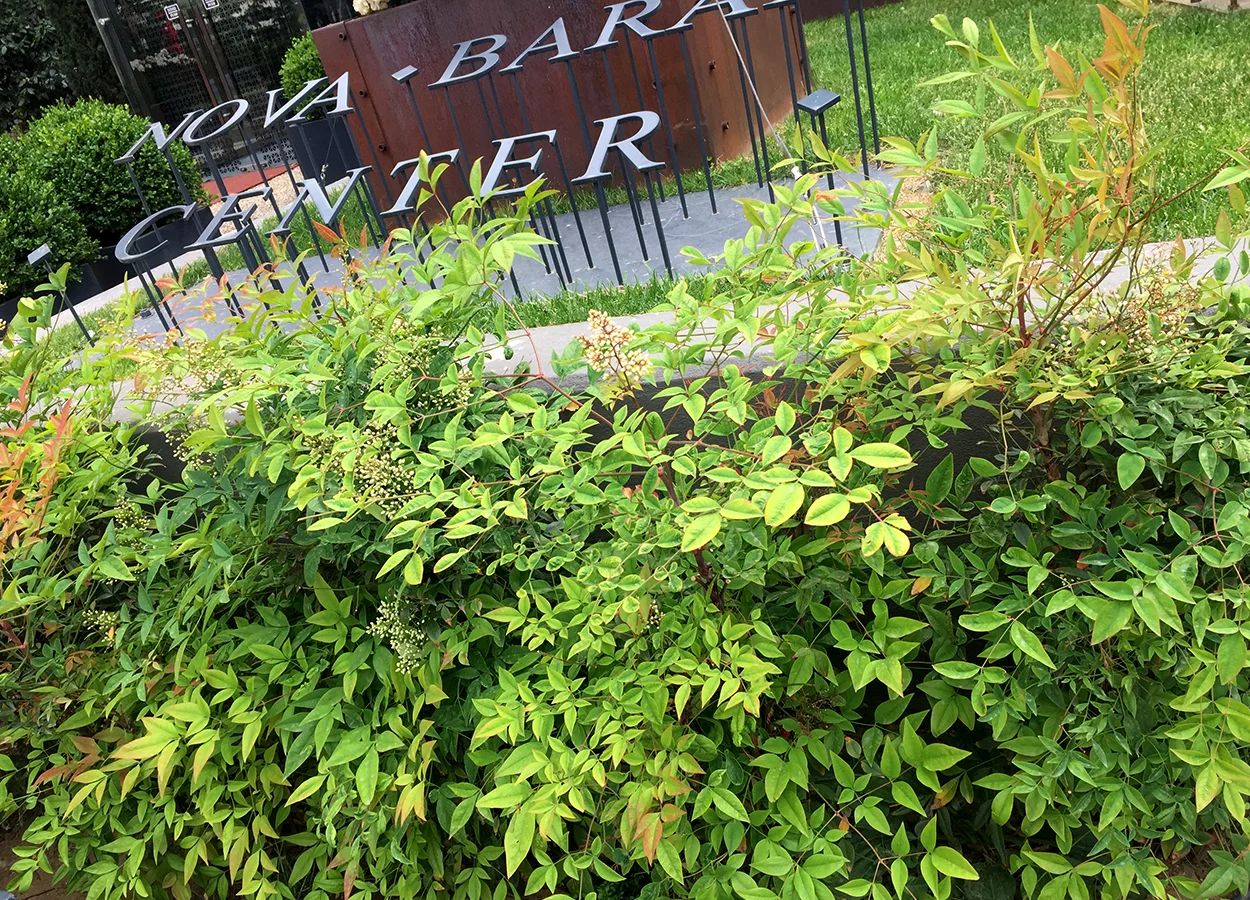 Betula | Nova Baran Plaza