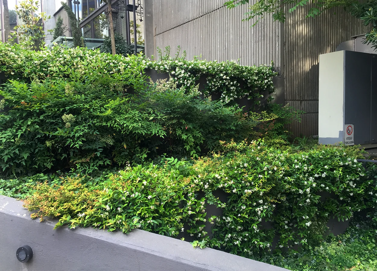 Betula | Nova Baran Plaza
