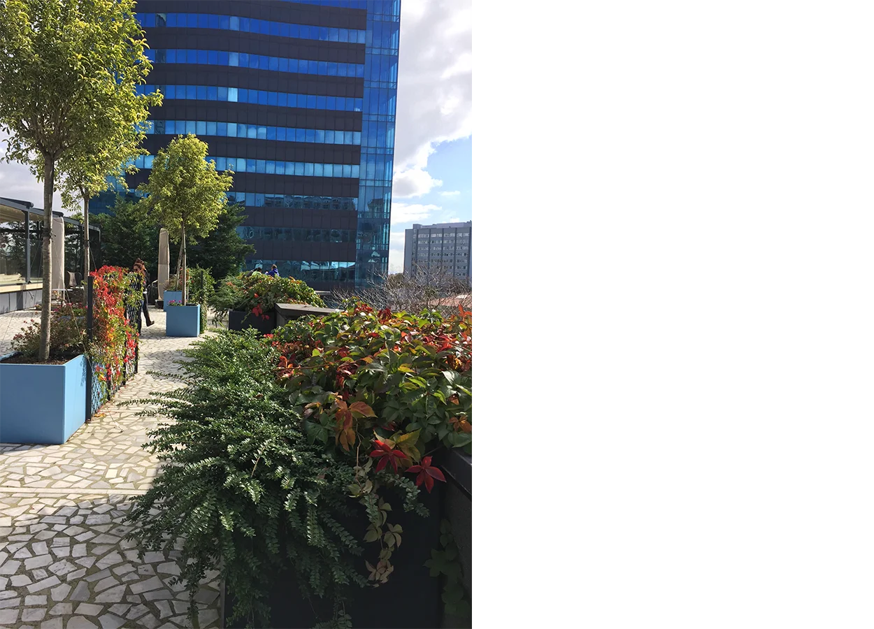 Betula | Nova Baran Plaza