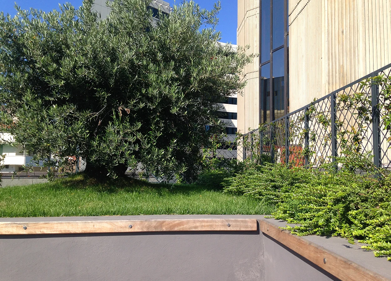 Betula | Nova Baran Plaza