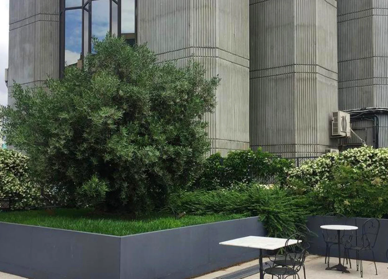 Betula | Nova Baran Plaza