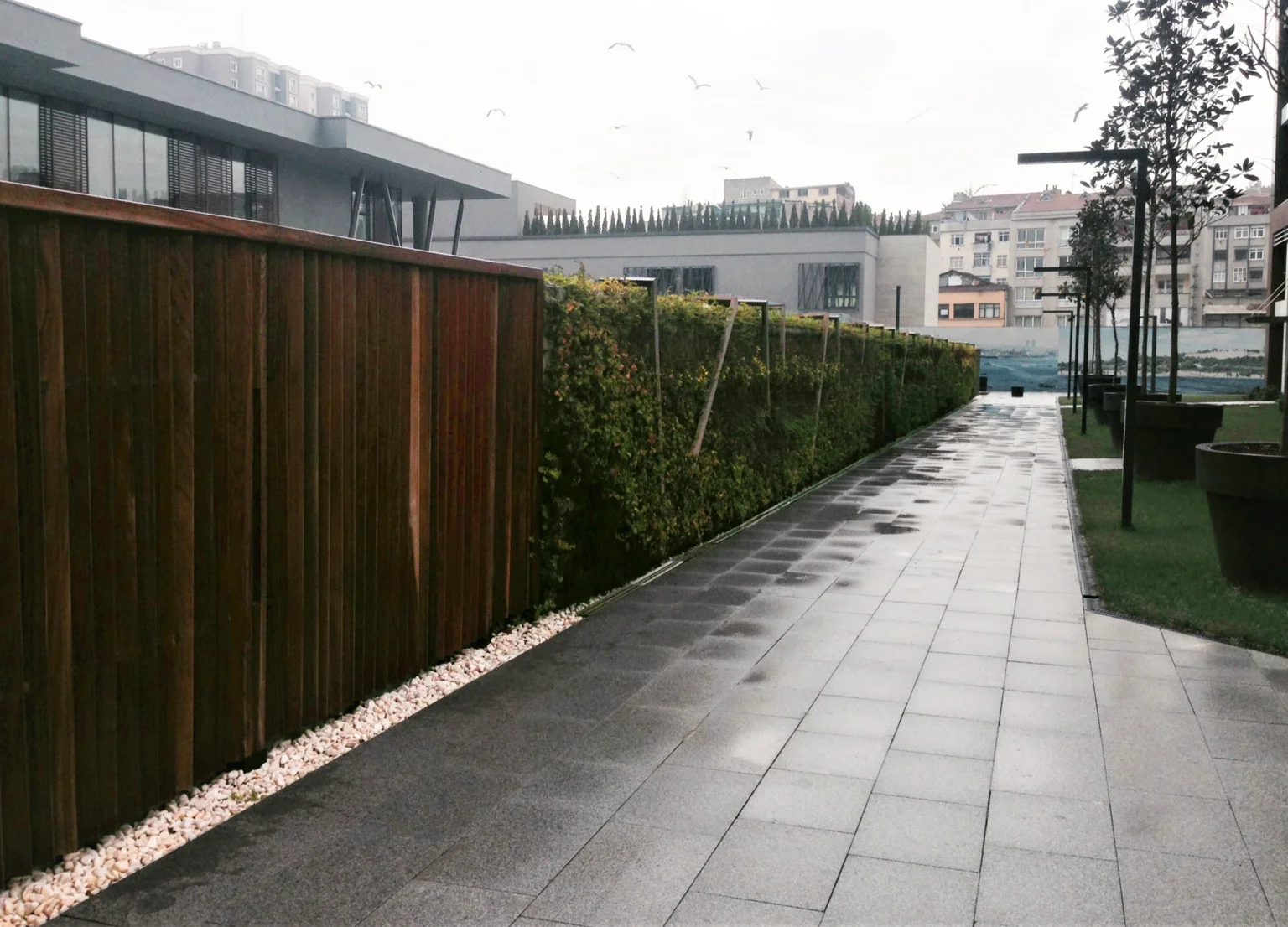 Betula | The Istanbul Veli Efendi