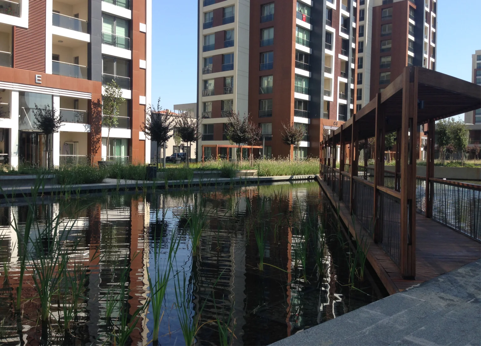 Betula | The Istanbul Veli Efendi