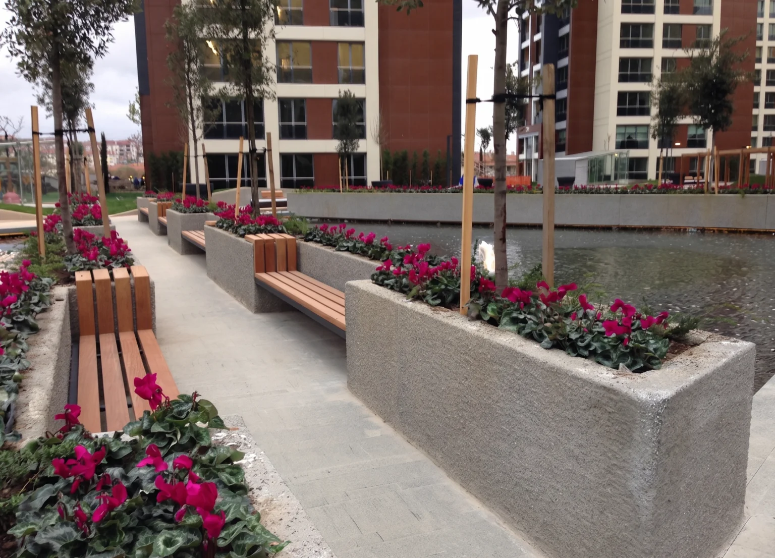 Betula | The Istanbul Veli Efendi