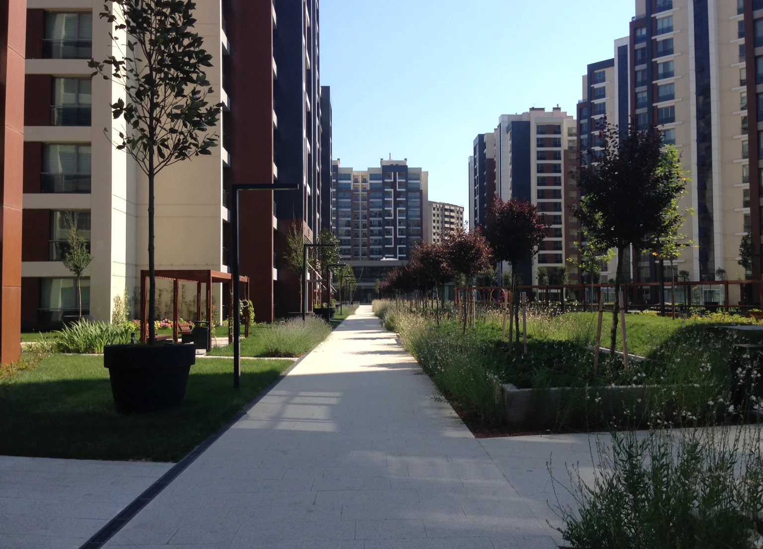 Betula | The Istanbul Veli Efendi